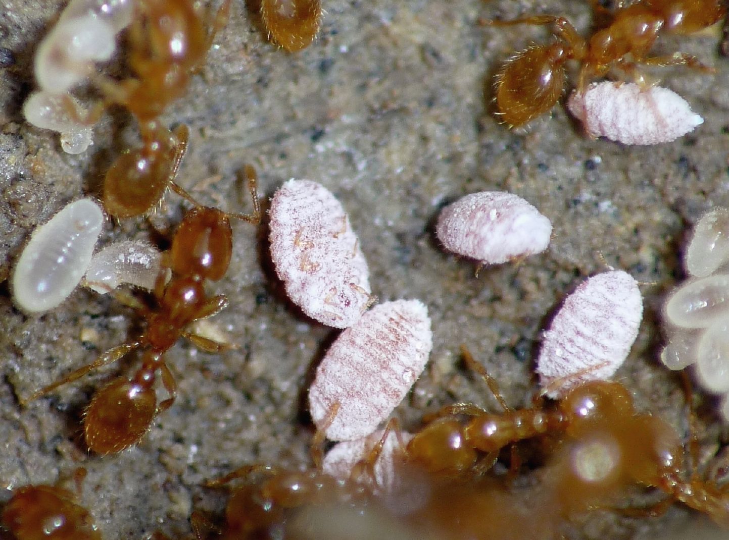 Ospiti delle formiche Solenopsis (Micrococcus Leonardi?)